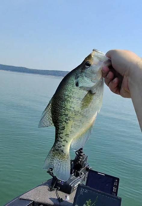 Crappie