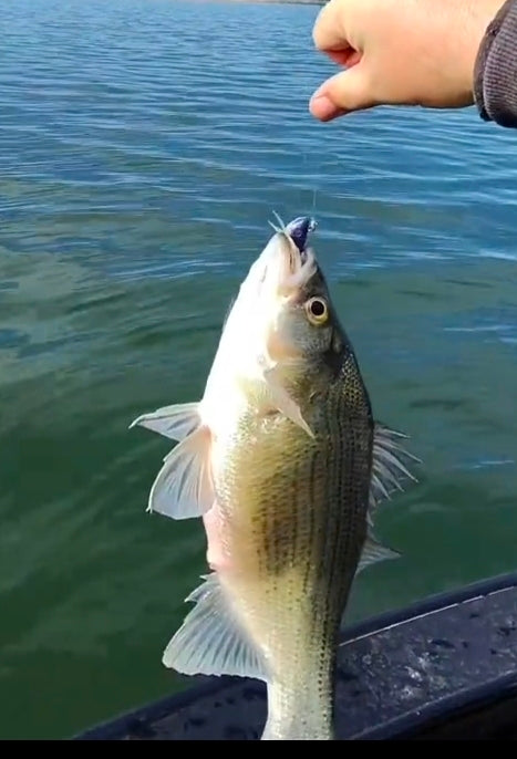White Bass