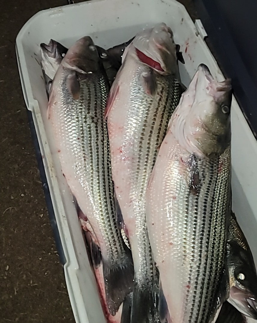 Striper, Bass, and Walleye