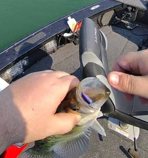 2" Pinpoint Shad