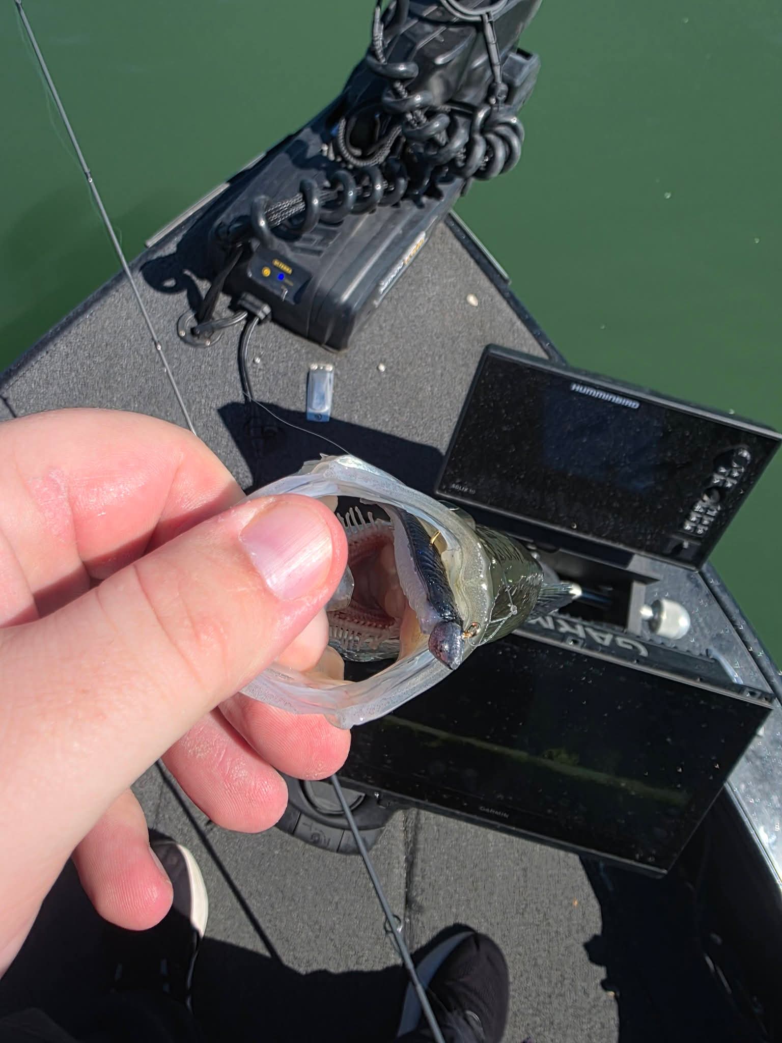 2.5" Skinny Shad