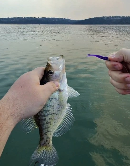 2" Skinny Shad