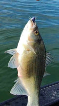 3.4" Shad Daddy Swimmer (1/2 ounce Internally Weighted swimbait)