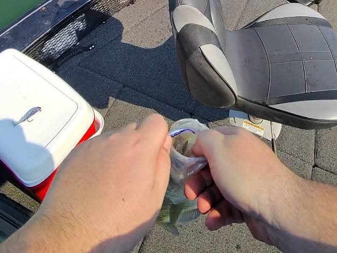 2" Pinpoint Shad