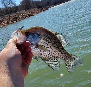 2" Pinpoint Shad