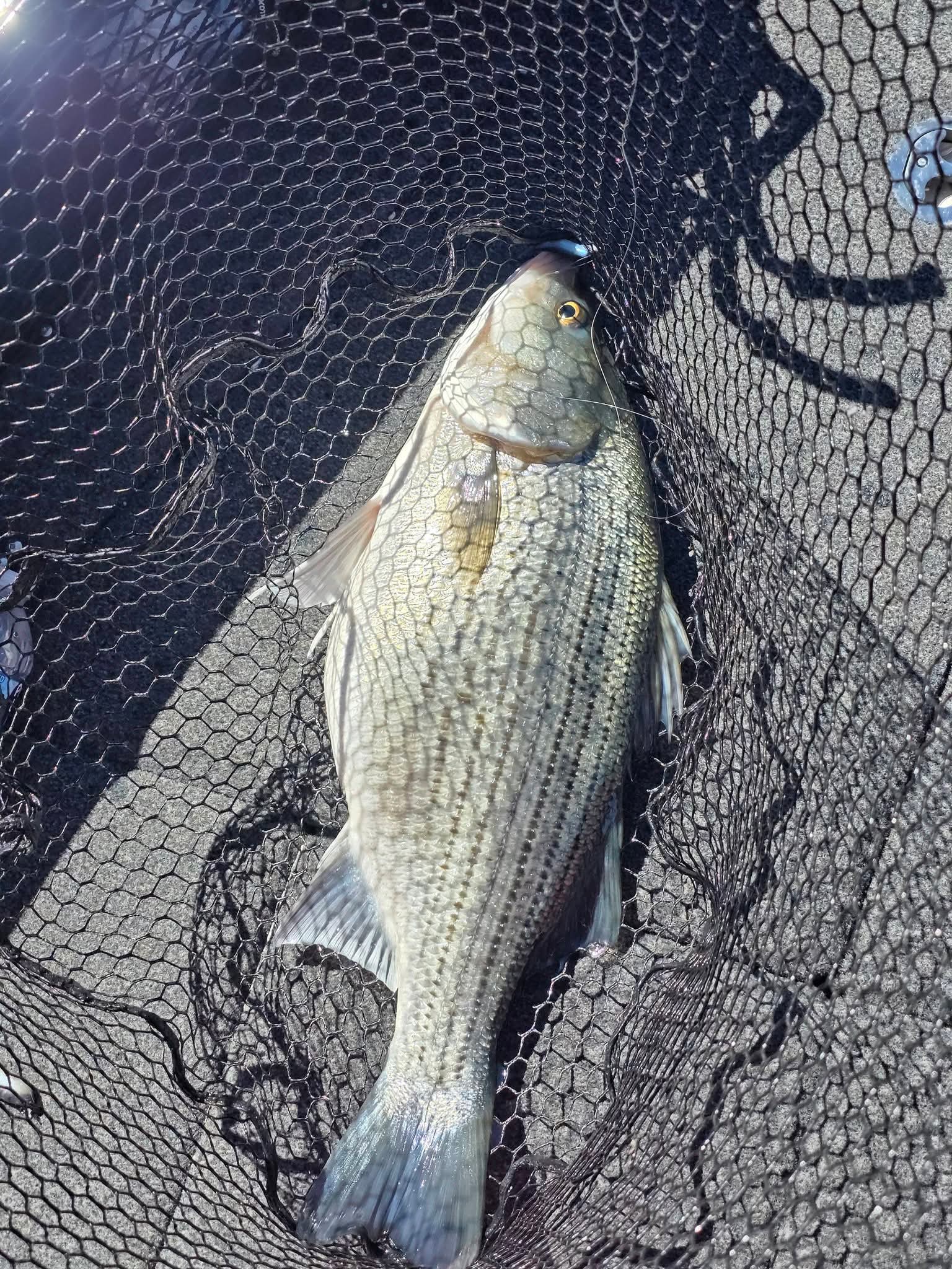 2.5" Skinny Shad