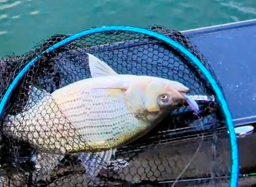 3.4" Shad Daddy Swimmer (1/2 ounce Internally Weighted swimbait)