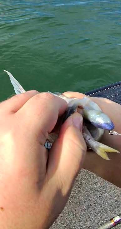 3.4" Shad Daddy Swimmer (1/2 ounce Internally Weighted swimbait)
