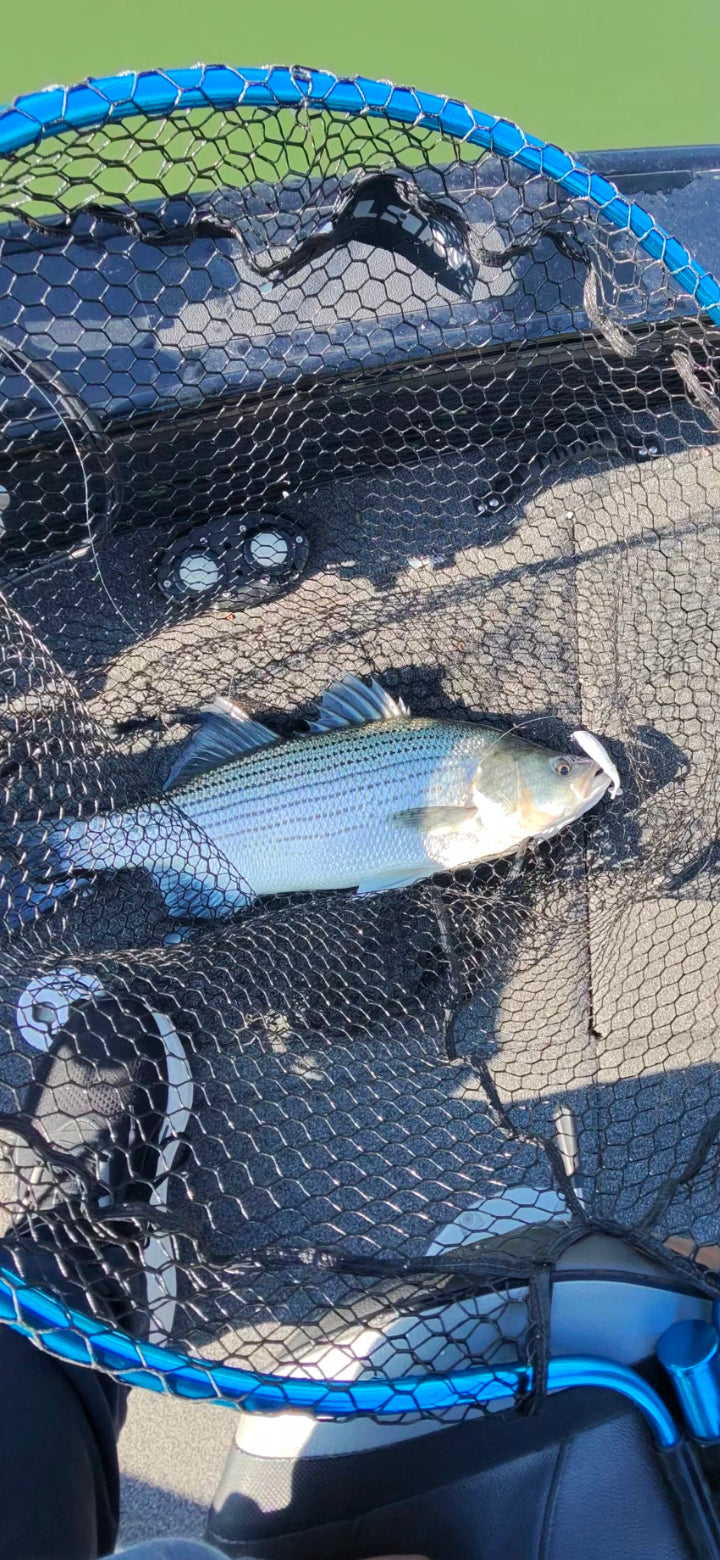 3.4" Shad Daddy Swimmer (1/2 ounce Internally Weighted swimbait)